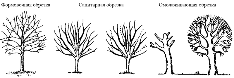 Типы обрезки деревьев
